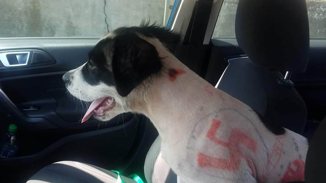 dogtattoos.png